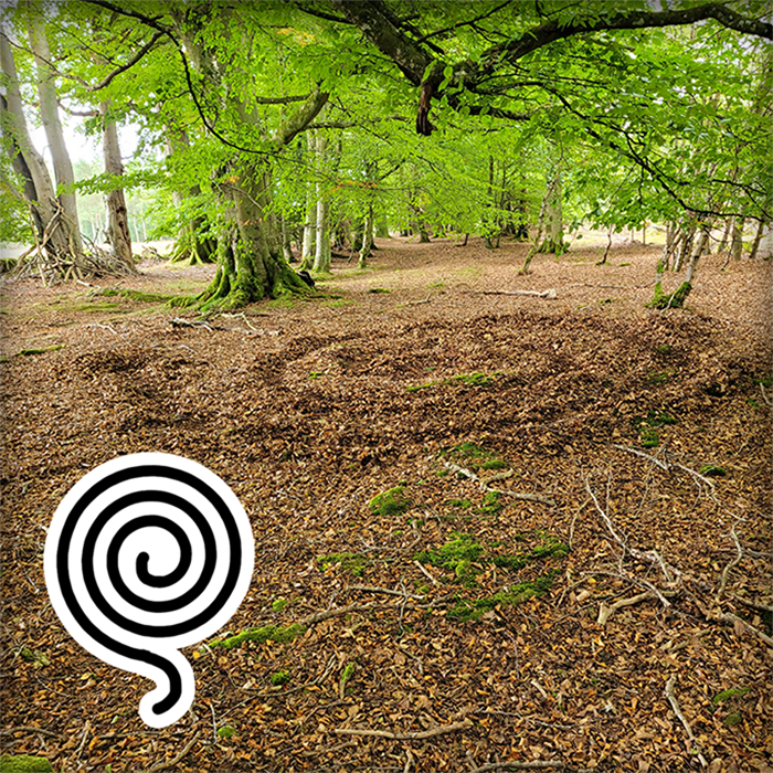 Picture of Forest Spiral